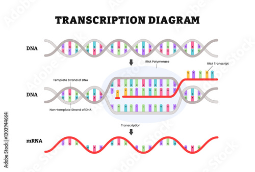 Diagram of Transcription diagram process. DNA directed synthesis of RNA. Labeled RNA Polymerase, Strand of DNA. Vector illustration.