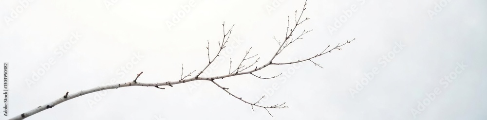 A delicate birch branch against a stark white backdrop, light, birch, winter A delicate birch branch against a stark white backdrop, light, birch, winter