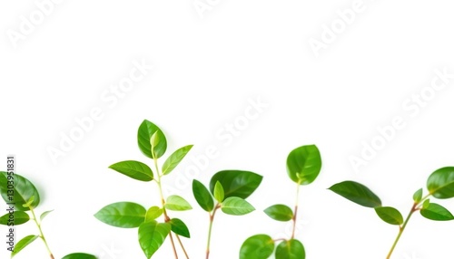 Single vibrant green plant, isolated on pure white backdrop, flora, greenery