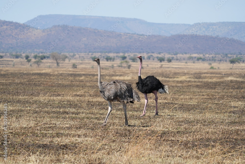 Naklejka premium Ostrich at the Serengeti National Park