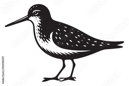 Detailed Bird Illustration of Dunlin Species Vector Artwork Image