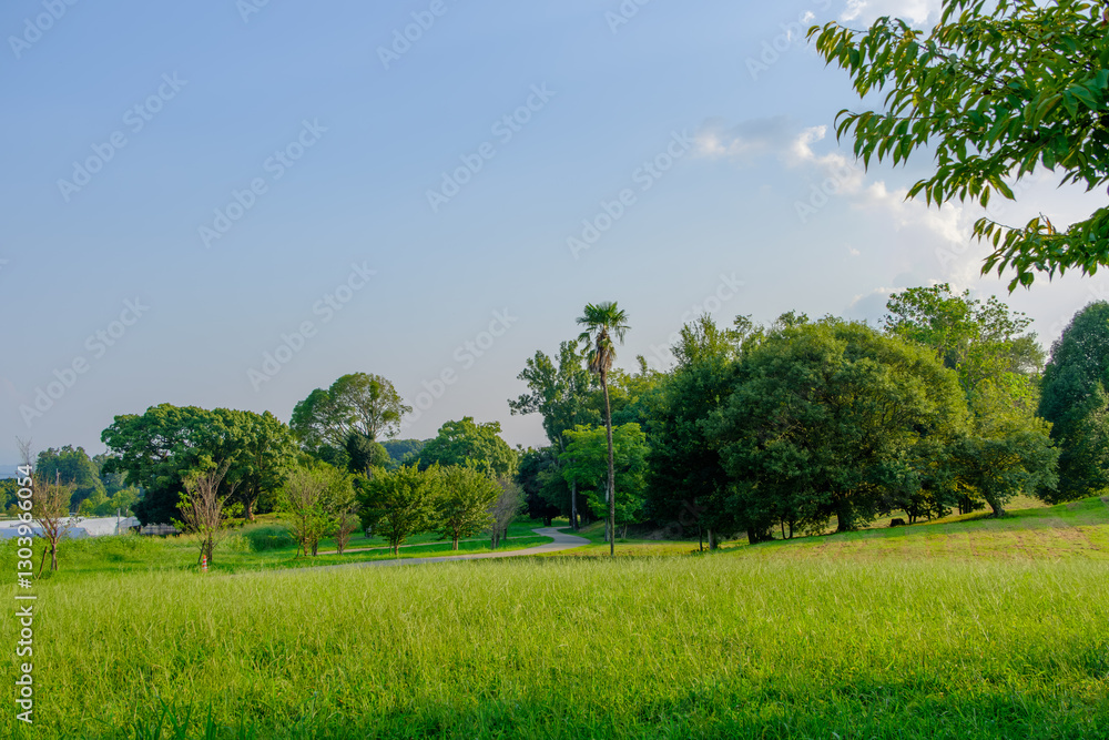 Obraz premium 緑豊かな公園の広場と青空