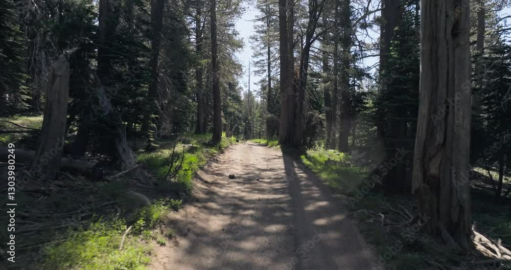 Empty trail with pine trees. Empty trail with pine trees.