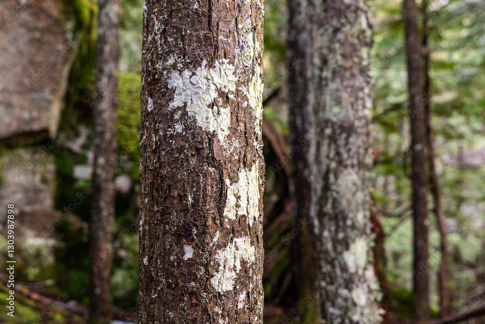 Close-Up of Moss and Lichen on Trees in a Forested Area Close-Up of Moss and Lichen on Trees in a Forested Area