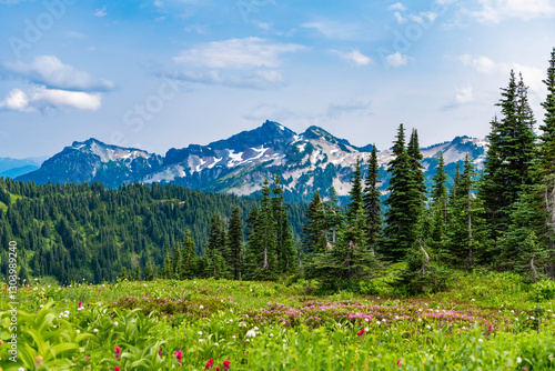 Scenery coniferous forest. Green valley landscape. Nature landscape of meadow. Landscape of valley and mountain. Mountain valley. Pine tree and mountain landscape with forest
