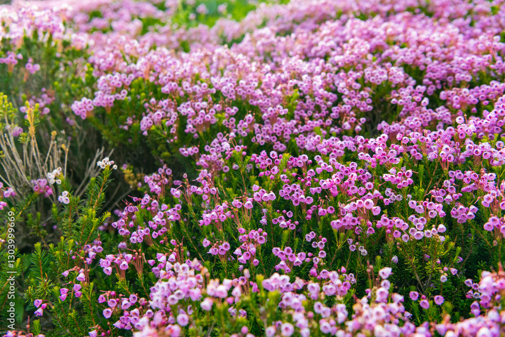 Mountain heather blossom. Pink mountain heather meadow flower. Meadow with wildflower of mountain heather flower in nature. Summer nature. Flowering plant. Flower of phyllodoce empetriformis Mountain heather blossom. Pink mountain heather meadow flower. Meadow with wildflower of mountain heather flower in nature. Summer nature. Flowering plant. Flower of phyllodoce empetriformis