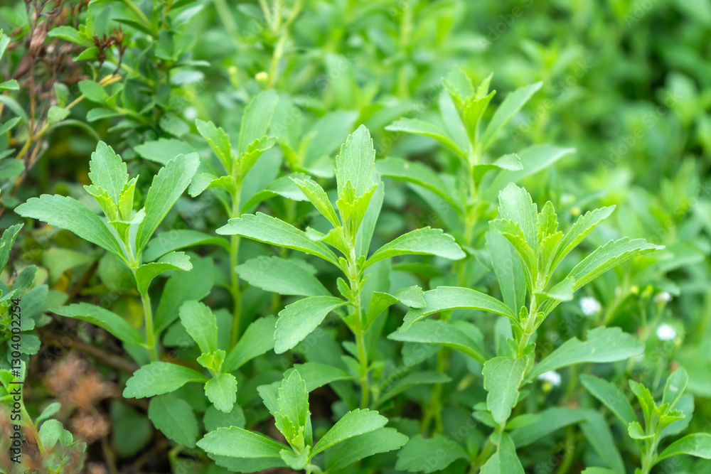 The Stevia plant in the herb garden is also known as Candy Leaf, Sugar Leaf, Sweet Herb of Paraguay, or Sweet Honey Leaf. The Stevia plant in the herb garden is also known as Candy Leaf, Sugar Leaf, Sweet Herb of Paraguay, or Sweet Honey Leaf.