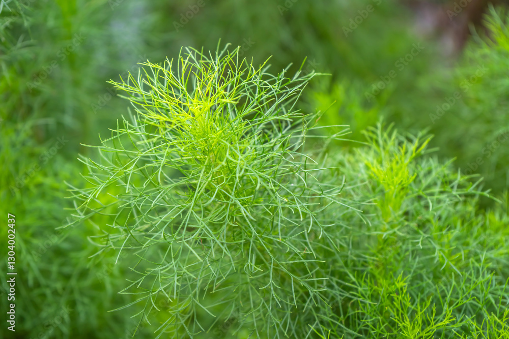 The plant Asparagus racemosus can be grown in a vegetable and herb garden. It can also be cultivated for decorative purposes in the garden. The plant Asparagus racemosus can be grown in a vegetable and herb garden. It can also be cultivated for decorative purposes in the garden.