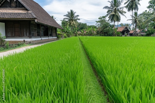 Wallpaper Mural A terraced rice field glowing with fresh green vegetation under the afternoon sun Torontodigital.ca