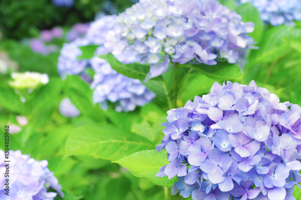 満開に咲いた紫陽花の花 満開に咲いた紫陽花の花