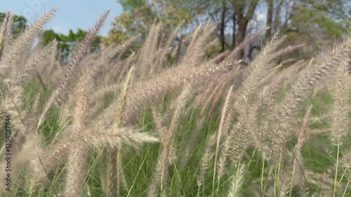 Wildflowers in the Meadow on the summer.