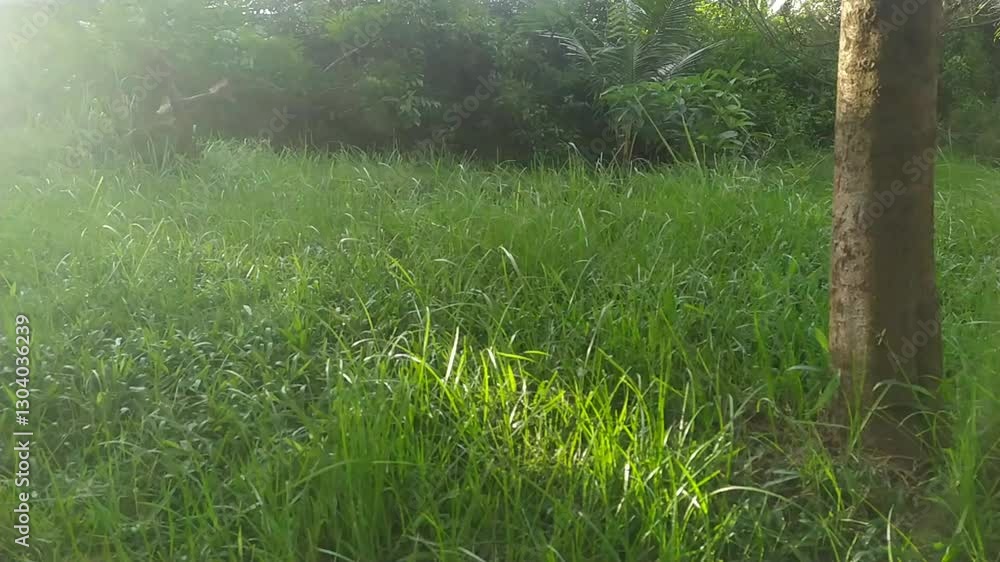 Lush Green Grass Bathed in Sunlight Beside a Tree Trunk in Nature Lush Green Grass Bathed in Sunlight Beside a Tree Trunk in Nature