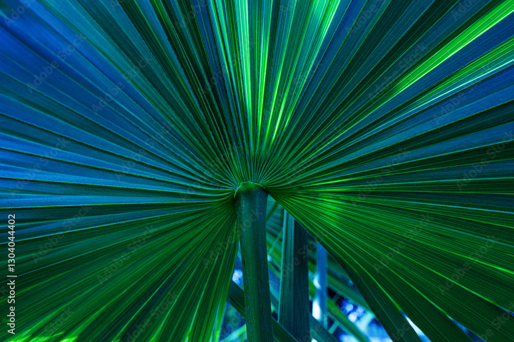 Obraz premium abstract palm leaf textures on dark blue tone, natural green background.
