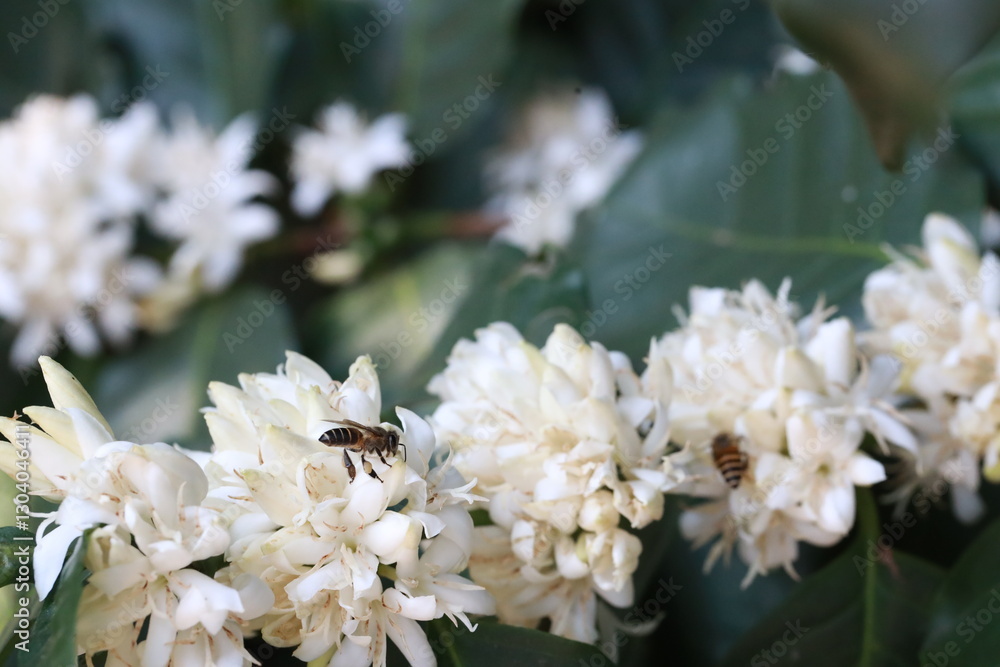 coffee flower with bee in farm coffee beans on brance harvest red raw Coffee.green Robusta and arabica coffee berries by agriculturist hands,arabica coffee berries on branch, agriculture concept. coffee flower with bee in farm coffee beans on brance harvest red raw Coffee.green Robusta and arabica coffee berries by agriculturist hands,arabica coffee berries on branch, agriculture concept.