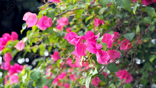 Wallpaper Mural Bougainvillea flowers blooming very impressive to see in full color.
Bright violet flowers. Group of pink flower and green leave in the garden. Torontodigital.ca