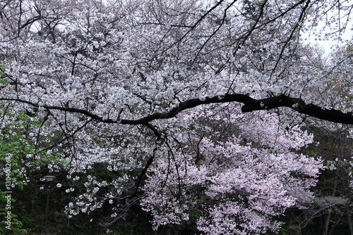 Wallpaper Mural 春爛漫満開 Torontodigital.ca