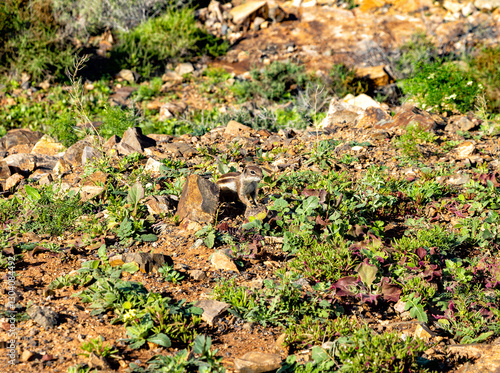 Barbary ground squirrel, Island Fuerteventura, Canary Islands, Spain, Europe. photo