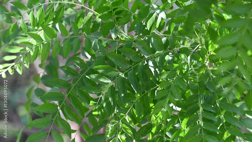 Fresh organic curry leaves, Curry leaves tree plant close up footage Fresh organic curry leaves, Curry leaves tree plant close up footage