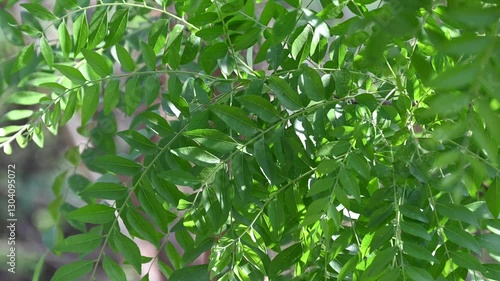 Fresh organic curry leaves, Curry leaves tree plant close up footage photo