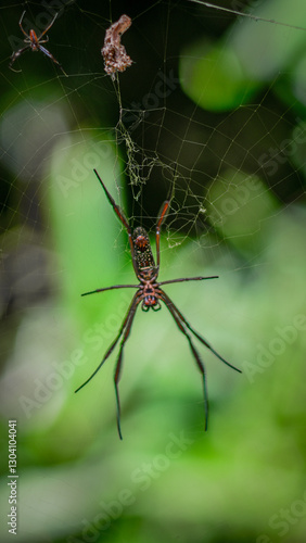 Wallpaper Mural Detalhes Impressionantes de Aranha Exótica em Close Sob Luz Dramática Torontodigital.ca