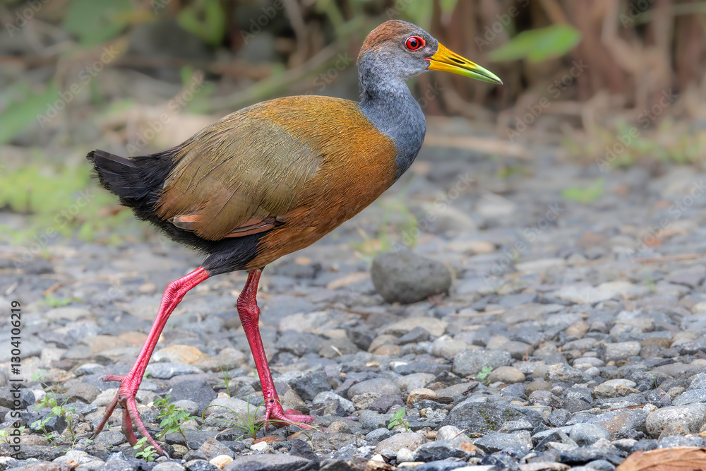 Russet-naped wood rail (Aramides albiventris, also known as the rufous-naped wood rail). La Fortuna, Costa Rica. Selective focus on bird's eye