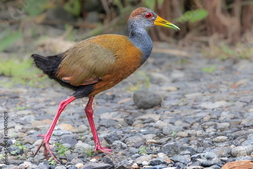 Obraz na płótnie Russet-naped wood rail (Aramides albiventris, also known as the rufous-naped wood rail). La Fortuna, Costa Rica. Selective focus on bird's eye w salonie