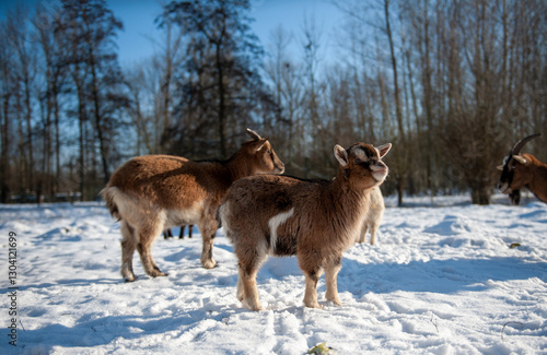 Картината върху платно A group of goats in a now covered field in East Flanders, Belgium