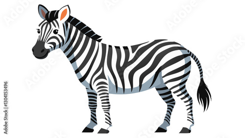 Photography zebra isolated on white