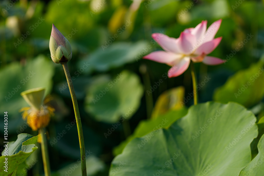 Fototapeta premium Pink and white lotus flower cheerful blooming in natural park. Sacred lotus, Indian lotus, Nelumbo nucifera.