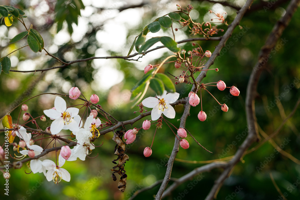 Pink shower or wishing tree cheerful blooming in natural park. Cassia bakeriana. Pink shower or wishing tree cheerful blooming in natural park. Cassia bakeriana.