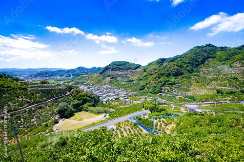 色づき始めた有田みかんの産地のみかん山