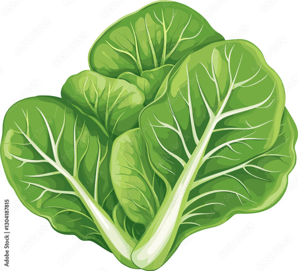 Fototapeta premium Fresh lettuce cartoon isolated on transparent background. Vector illustration.