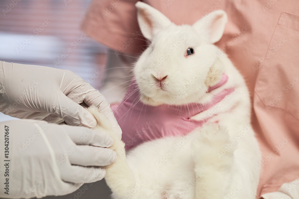 Cropped shot of veterinarian wearing vinyl gloves holding white domestic rabbit while assistant carefully examining animals paws with sharp claws at animal hospital Cropped shot of veterinarian wearing vinyl gloves holding white domestic rabbit while assistant carefully examining animals paws with sharp claws at animal hospital