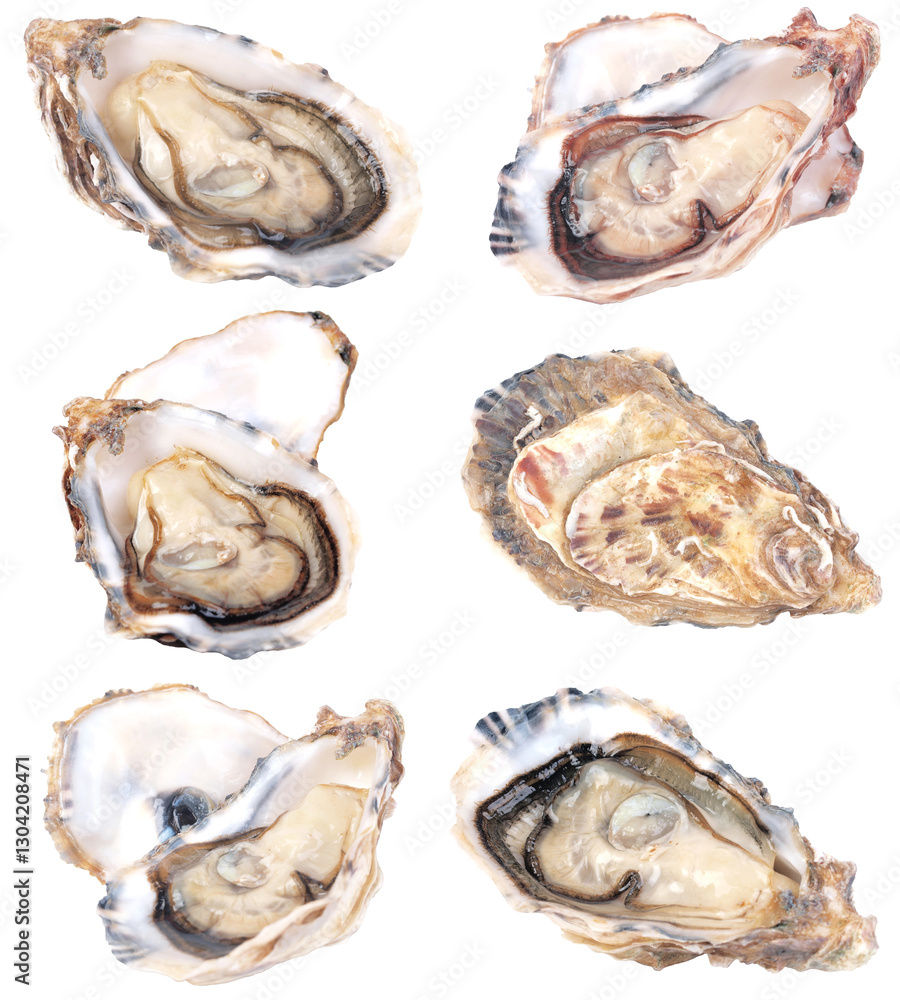 Fresh oysters on a white isolated