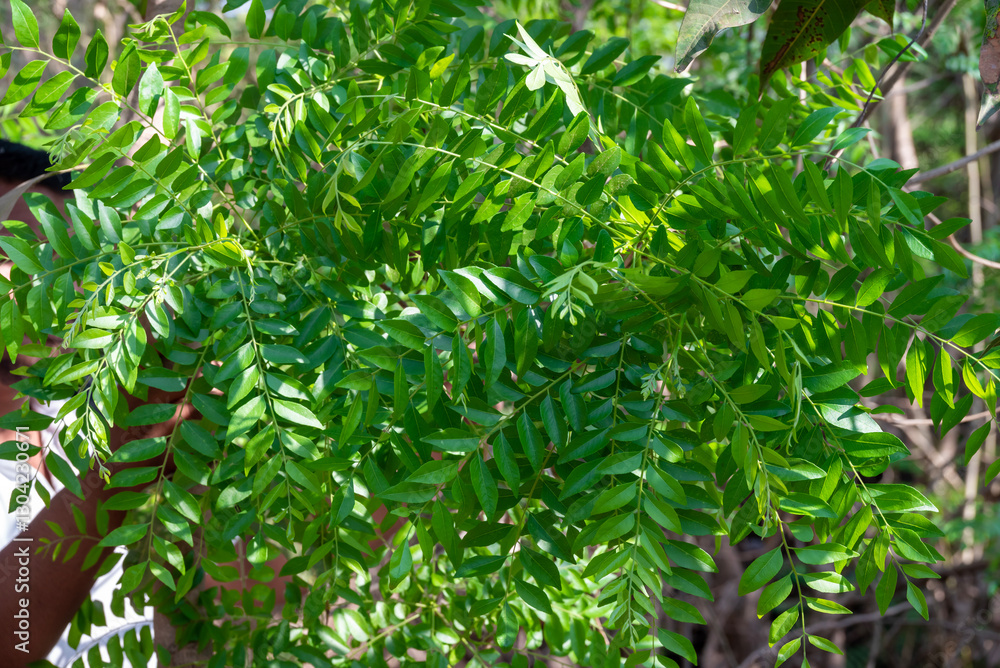 Naklejka premium Fresh organic curry leaves, Curry leaves tree plant close up