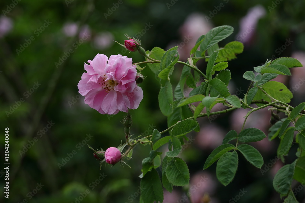 花の女王 花の女王