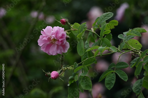 Wallpaper Mural 花の女王 Torontodigital.ca