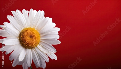 Chamomile on a red background