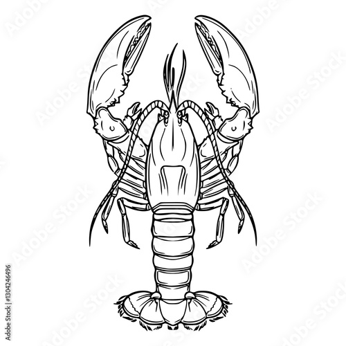 detailed crayfish vector drawing