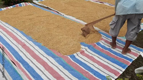 Wallpaper Mural Indonesian farmer drying harvested rice under the sun using a wooden rake, a traditional method to prepare rice grains before milling into rice Torontodigital.ca