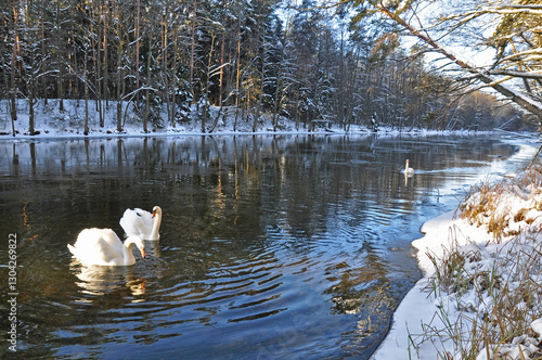 Łabędzie zimą