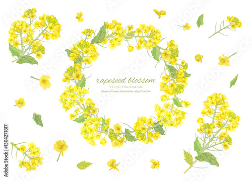 水彩で描いた菜の花のベクターイラスト