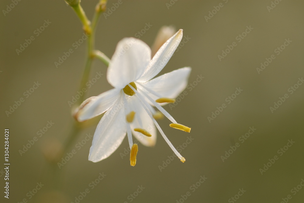 Fototapeta premium Anthericum