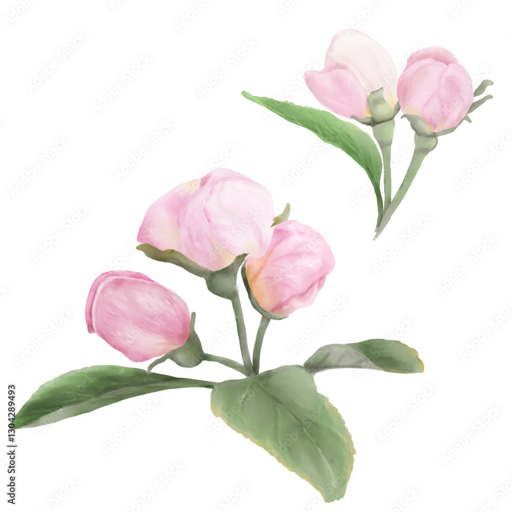 Delicate spring flowers of apple and cherry trees with green leaves in a set. Watercolor digital illustration. Pink buds, blooming peach Japanese tree, isolated on white background. Delicate spring flowers of apple and cherry trees with green leaves in a set. Watercolor digital illustration. Pink buds, blooming peach Japanese tree, isolated on white background.