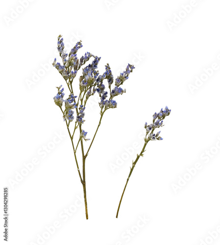 Set of small twigs of blue ...