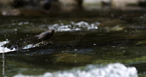 An American dipper bird dives into fast flowing river to forage for food in slow motion.