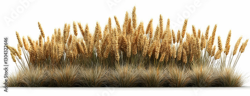 Ornamental grasses, autumn, nature, white background, landscaping