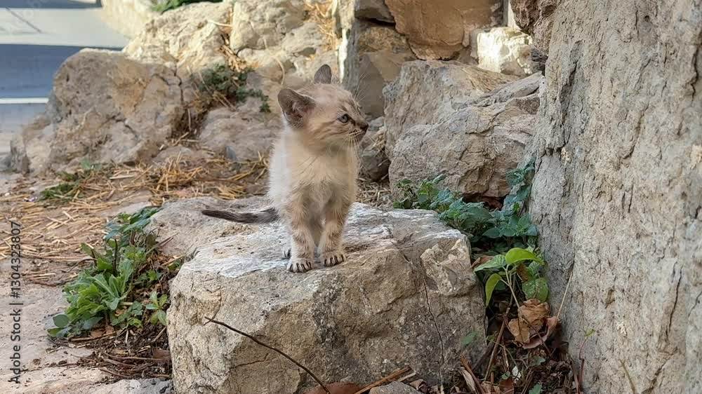medium close-up view of an abandoned young wild stray cat standing curious on the top of a rock looking at the camera. 4K medium close-up view of an abandoned young wild stray cat standing curious on the top of a rock looking at the camera. 4K