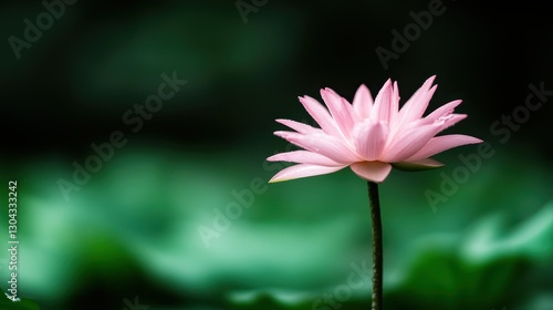 This beautiful pink lotus flower stands gracefully above the water, symbolizing purity and tranquility, amidst soft green lily pads in a serene natural setting.