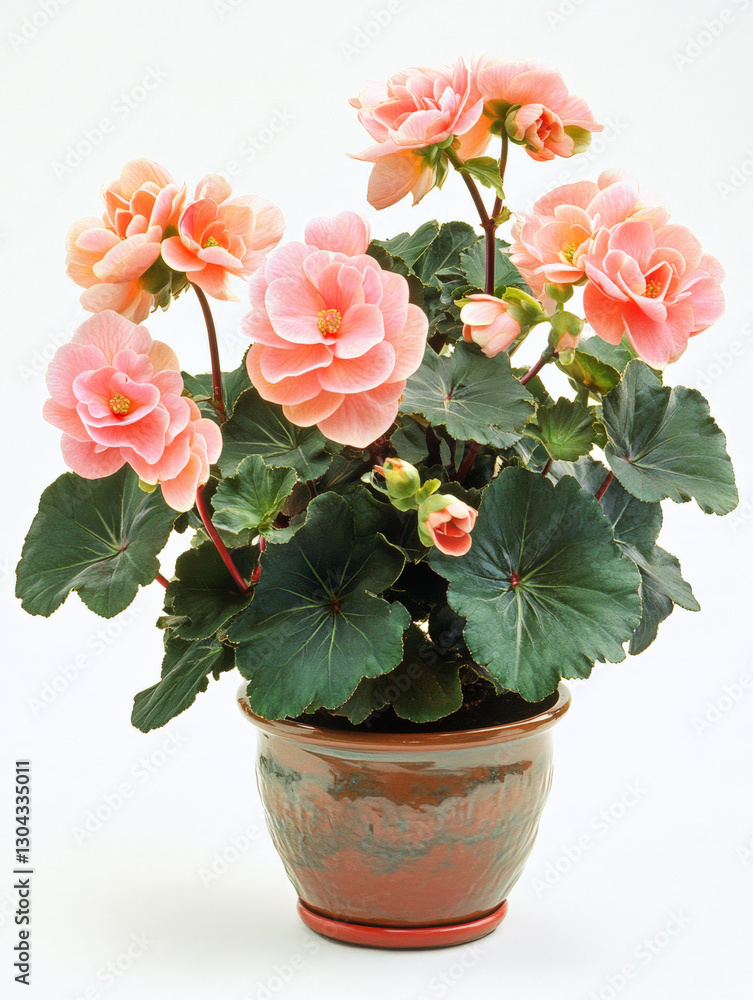 Obraz premium A begonia plant with pot isolated on a white background